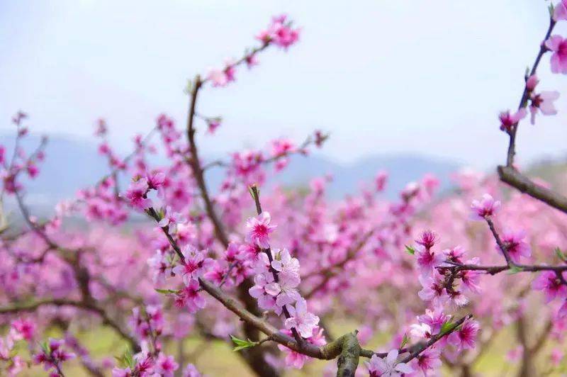 桃花族的崛起与独特魅力