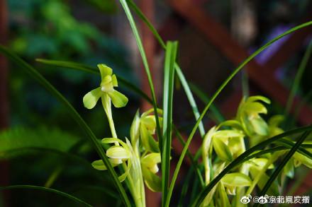 铝兰花一角最新价格及其市场趋势分析